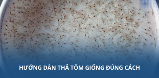 Hướng dẫn thả tôm giống đúng cách
